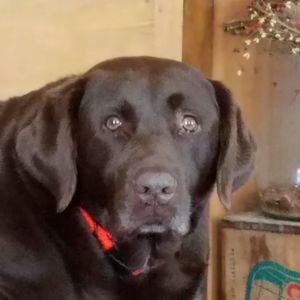 Meet your Posher, Chris